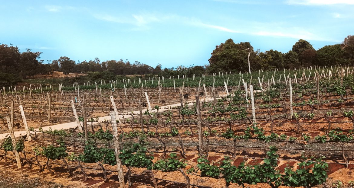 Vinícola Guaspari – Como foi nossa visita