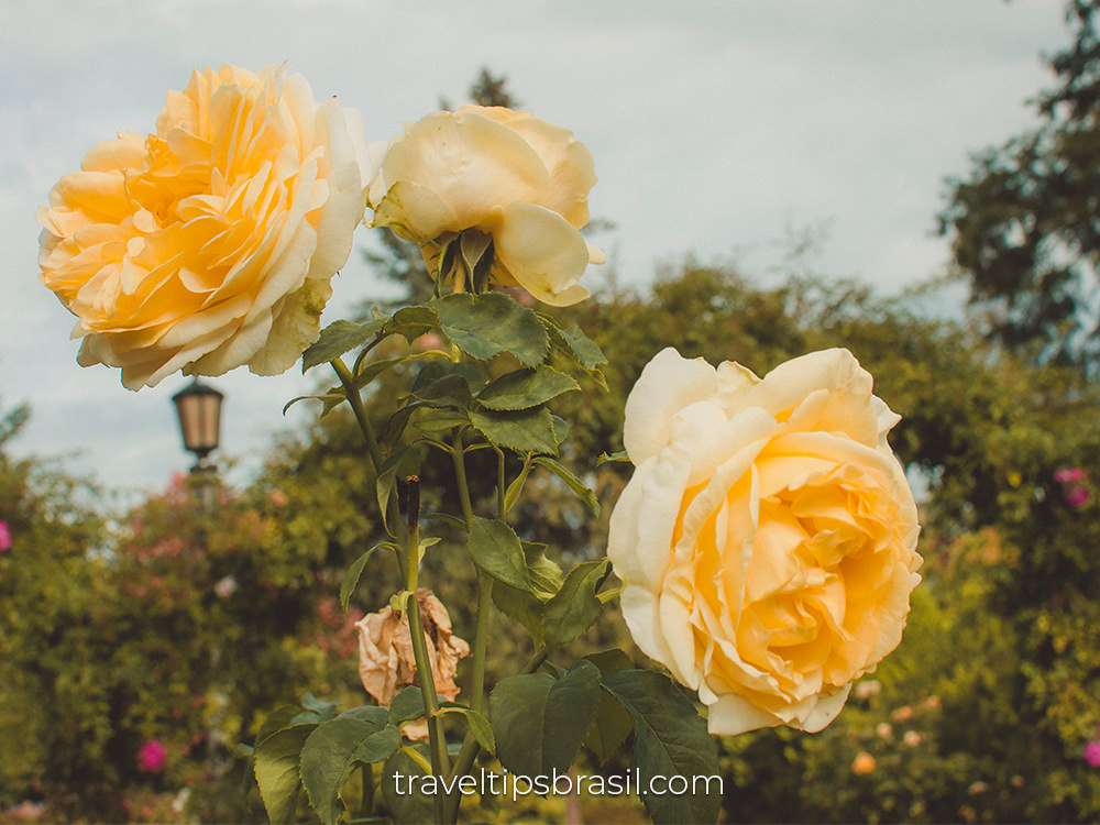 Portland-rose-garden