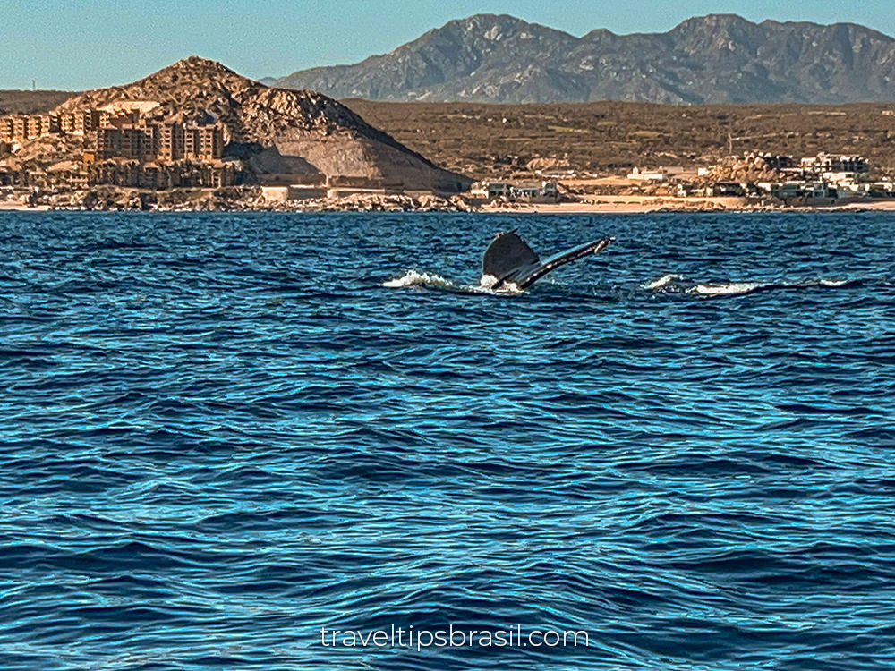 whale-watching-mexico