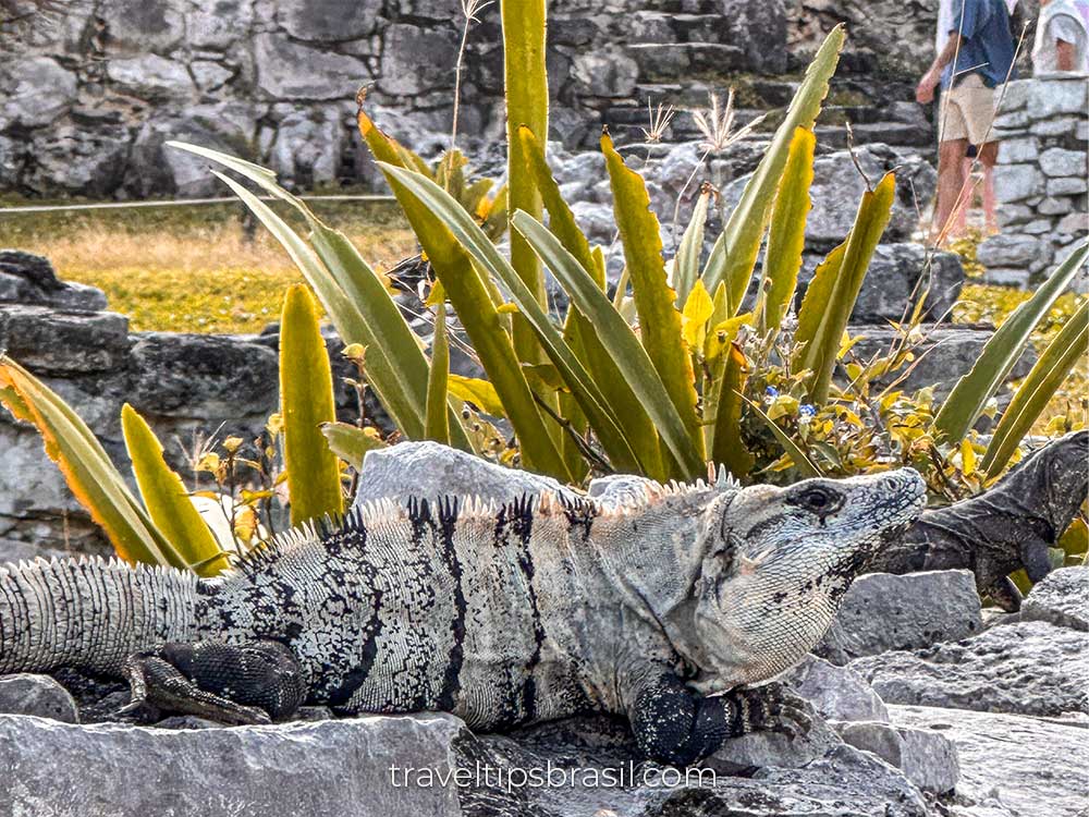 iguana-tulum